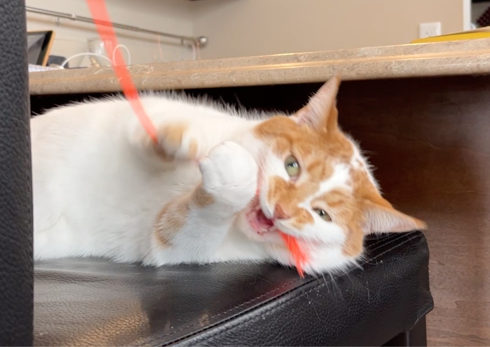 Charlie bites!
